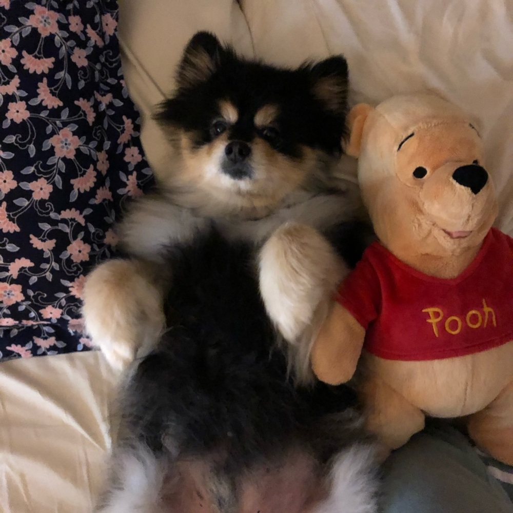 Meet your Posher, Talia